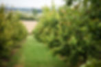 Obstgarten