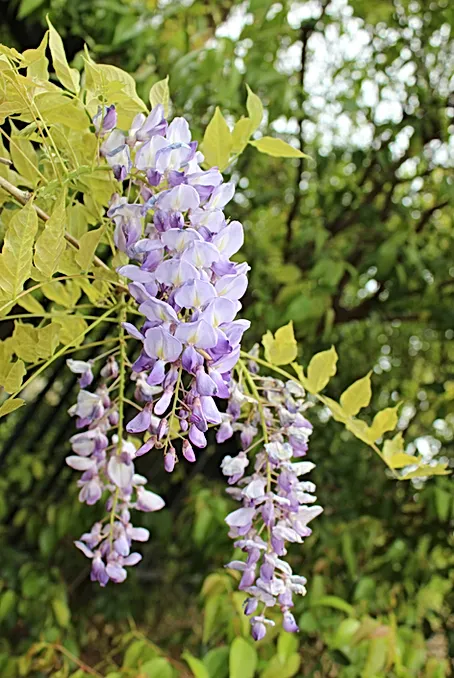 Japanese Friendship Garden I Phoenix I Contact Us