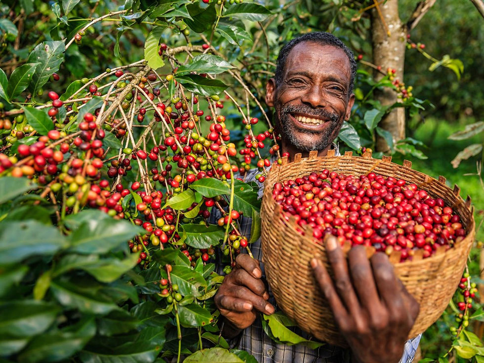Man smiling and holding his newly harvested coffee.