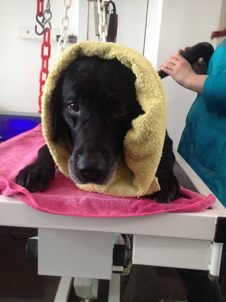 Mambo, Labrador