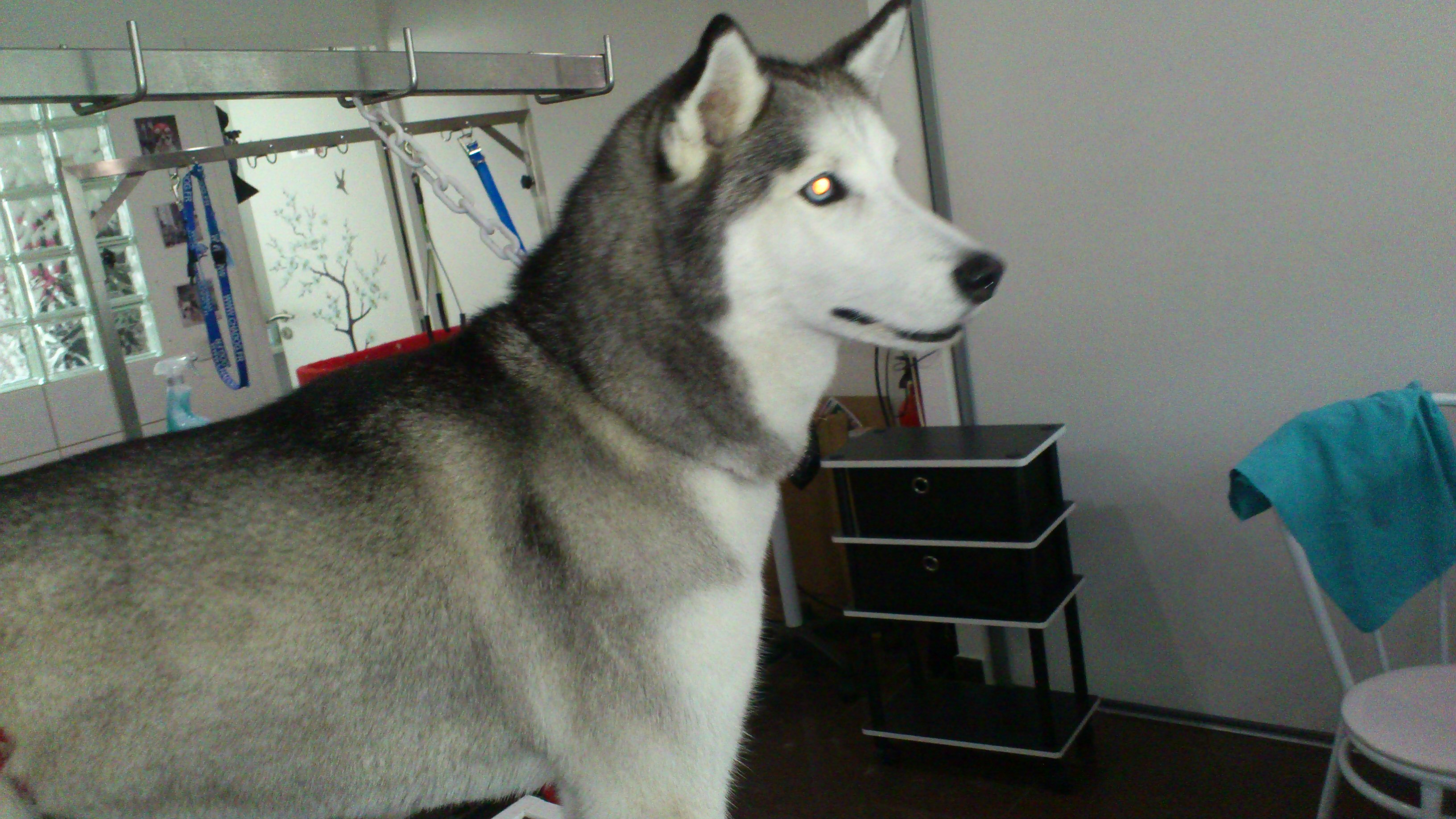 Lila, Husky