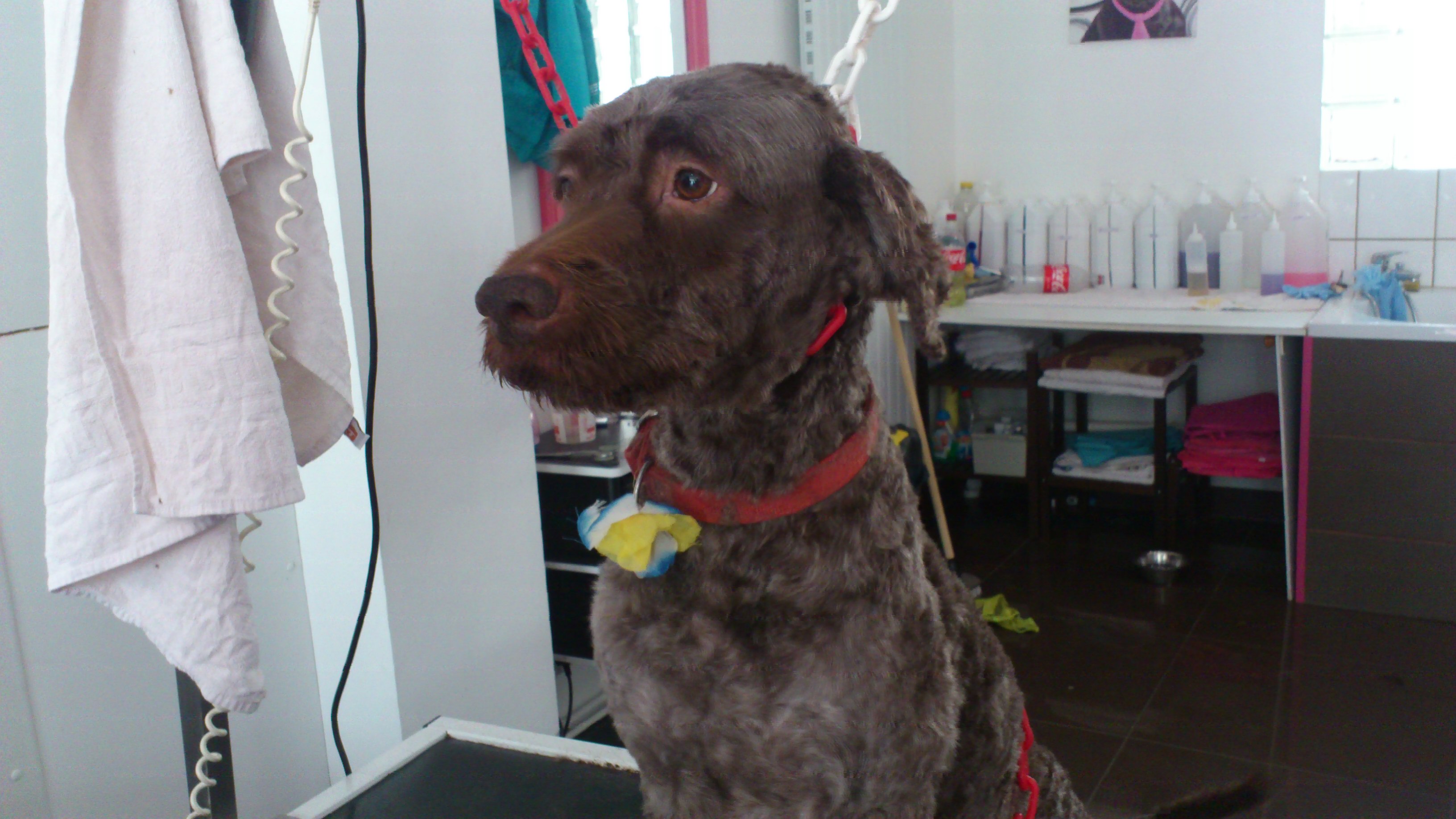 Frizou, Lagotto
