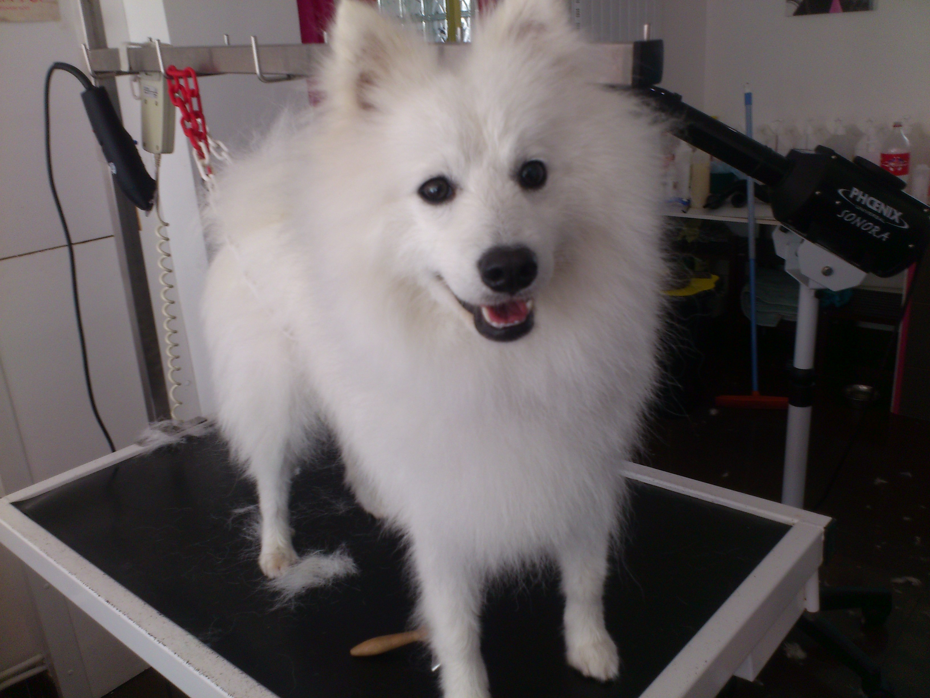 Jin, Spitz Japonais