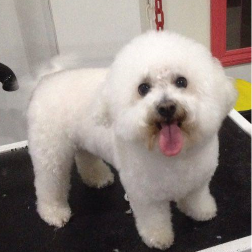 Canette, Bichon Frisé
