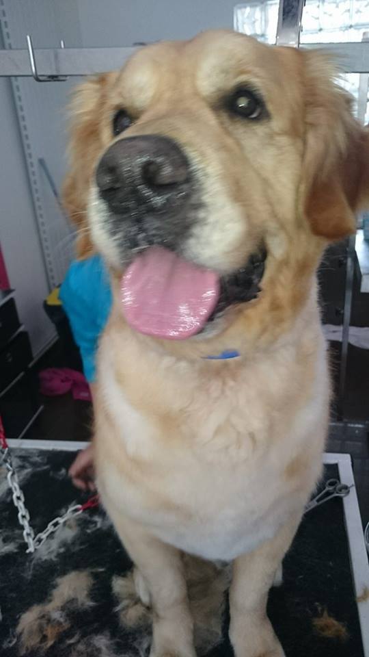 Scott, Golden Retriver