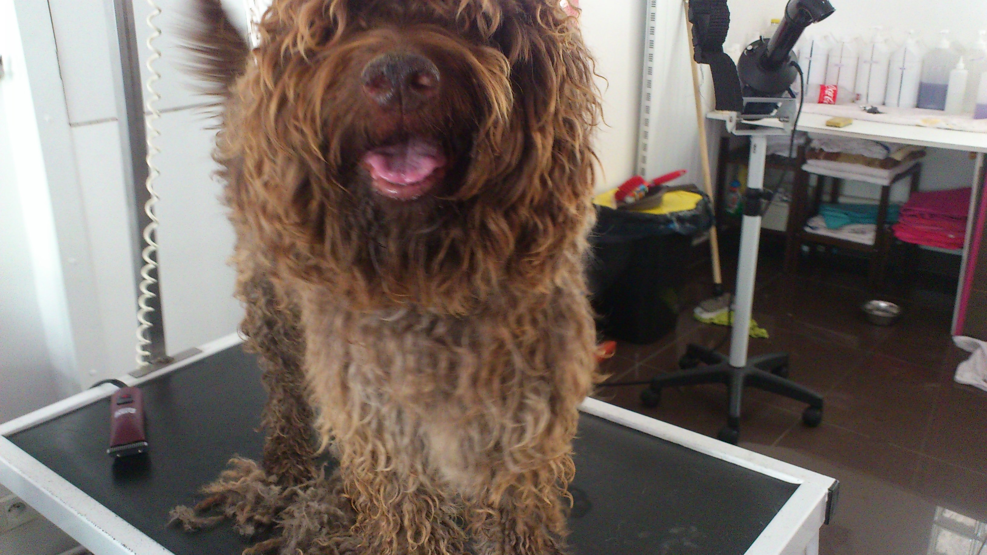 Frizou, Lagotto