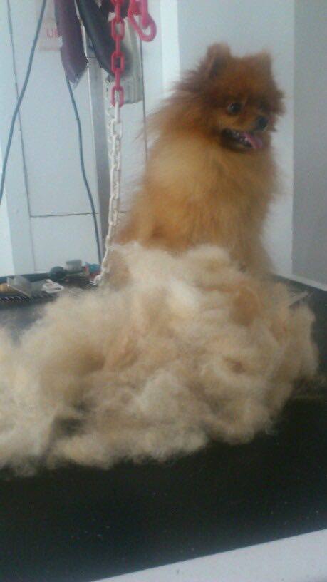 Simba, Spitz Allemand