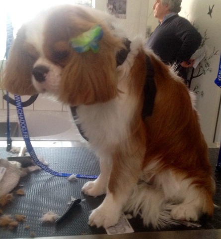 Jabi, Cavalier King Charles