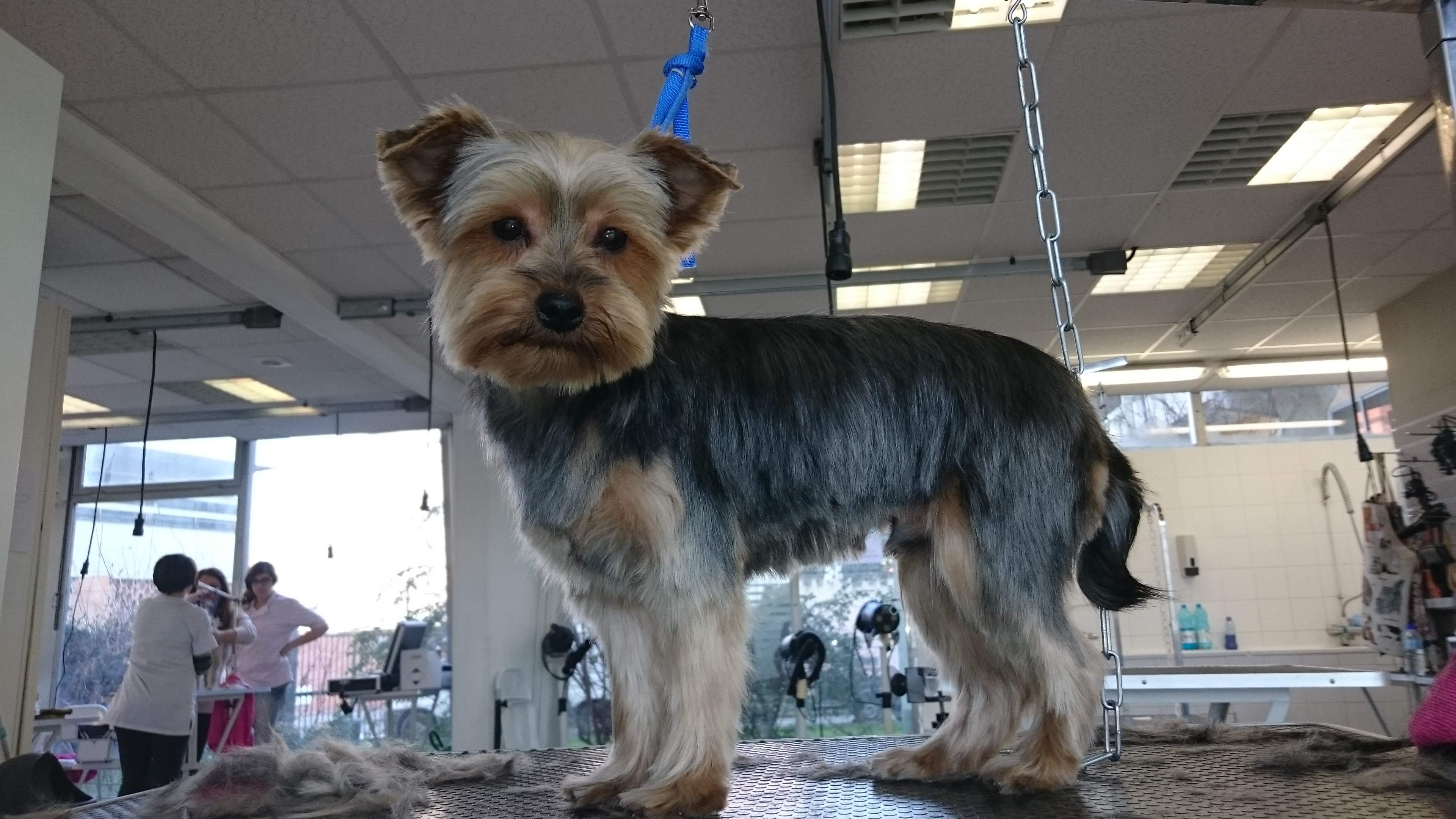 Yorkshire Terrier Après