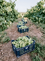 steinbachhof-wein-weinberg-002_edited.png