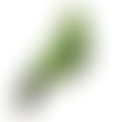 Getting Angry & Getting Even with a Green Parrot