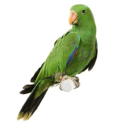 Getting Angry & Getting Even with a Green Parrot