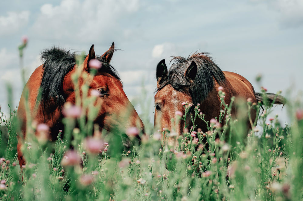 TICKS How to Protect Your Horse