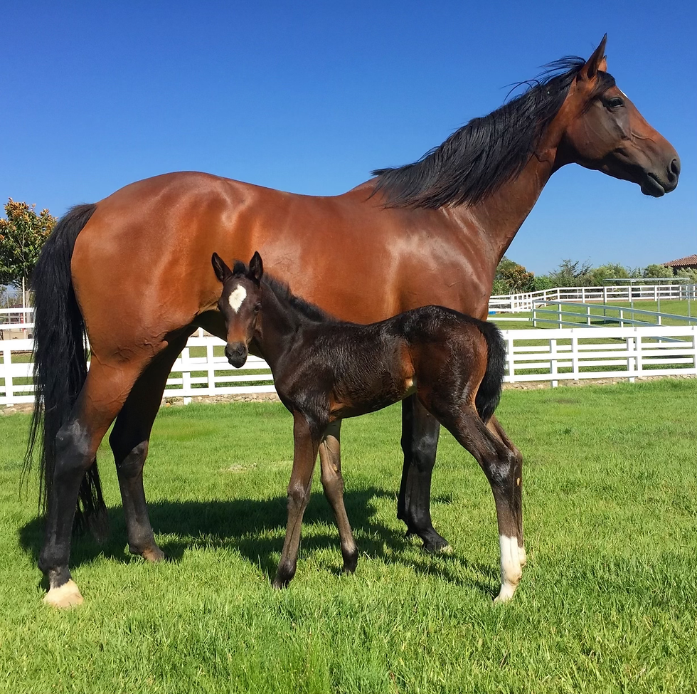 Breeding mare with foal on pasture soy
