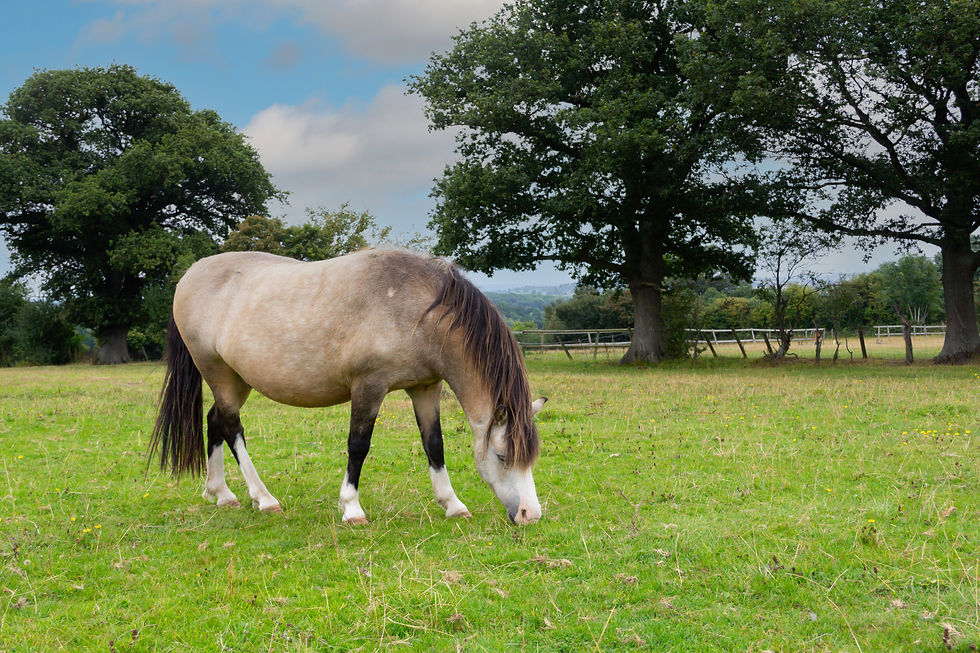 A horse grazing on fresh grass.