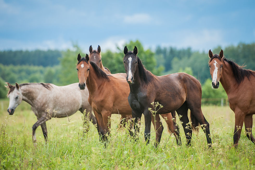 Wild horses live different lives today than wild horses did in the past.