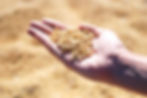 soybean for horses