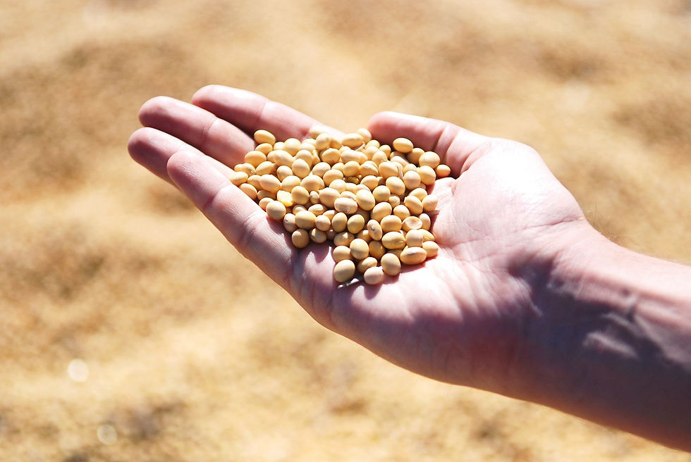 soybean for horses