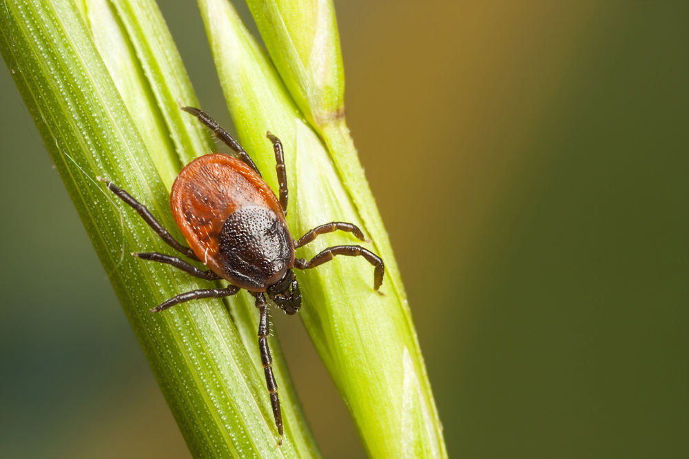 TICKS How to Protect Your Horse