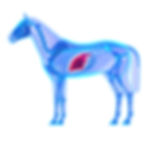 A key component of the immune system: The liver