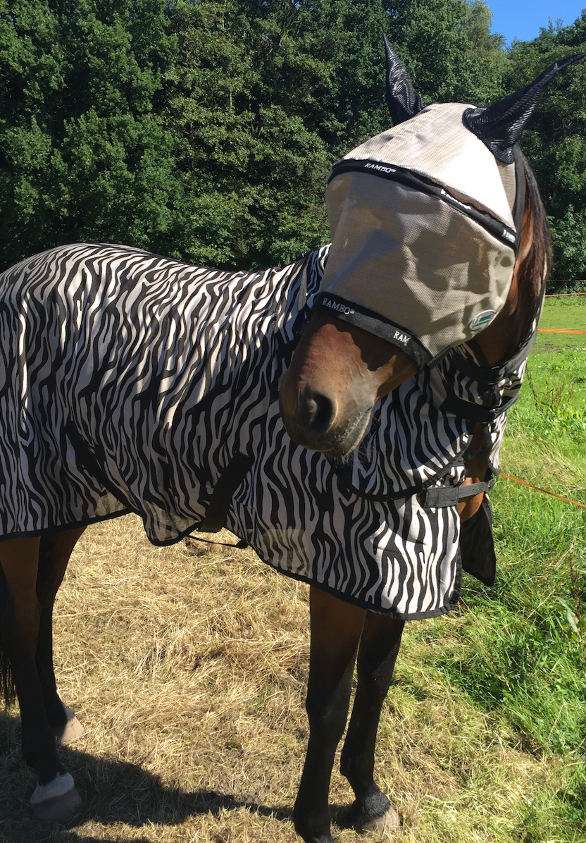 Horse with fly sheet and fly mask for allergy prevention and solution