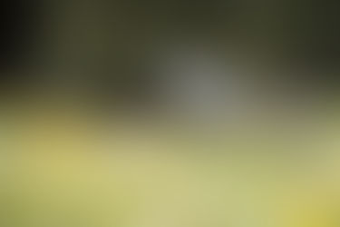 Why Your Horse Is Miserable This Spring, And How to Address It Naturally