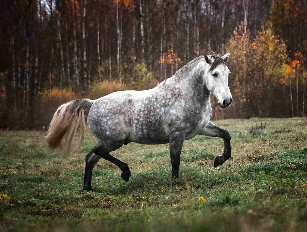 Overweight Horse Nutrition Safely Help Your Horse Lose Weight