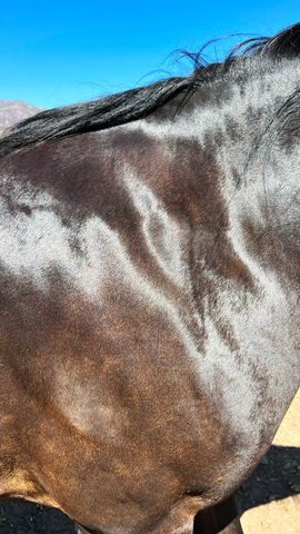 A Shiny Horse is a Healthy Horse - A deep dive into feeding fat!