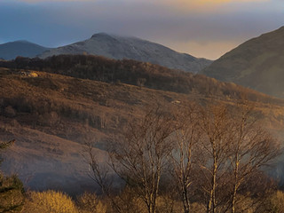 Afternoon Light
