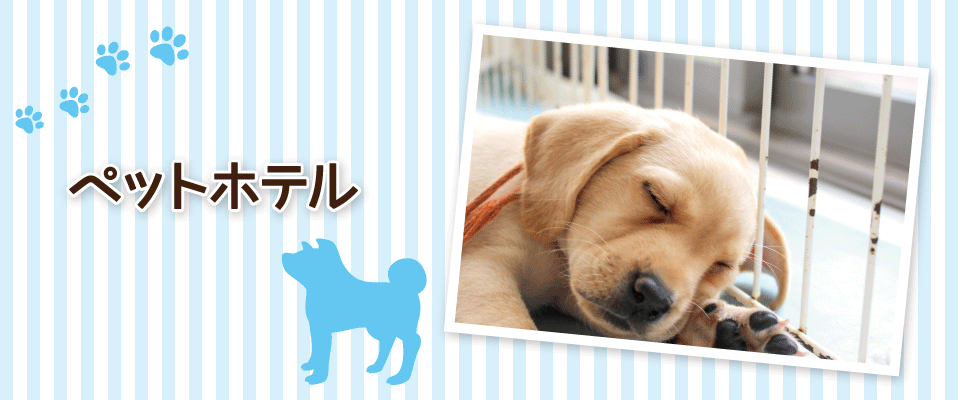 眠る子犬