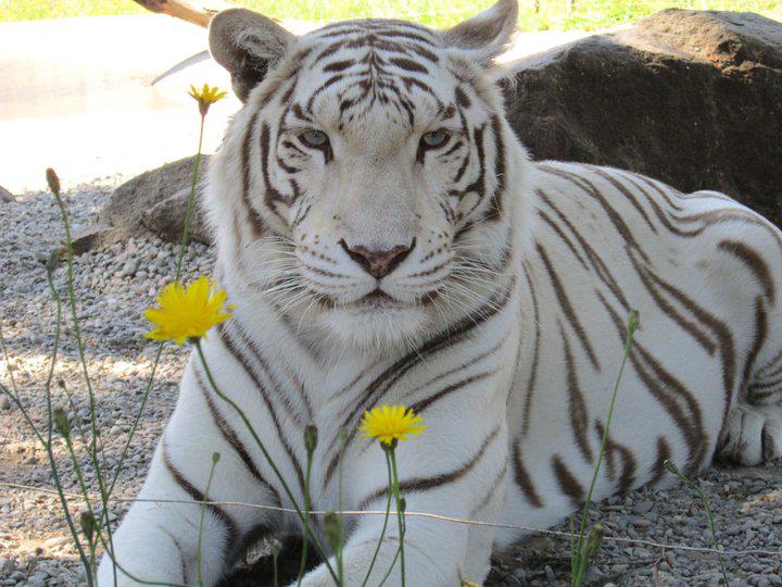 West Coast Game Park Safari