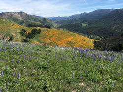 Wildflowers post fire in Sage Hill