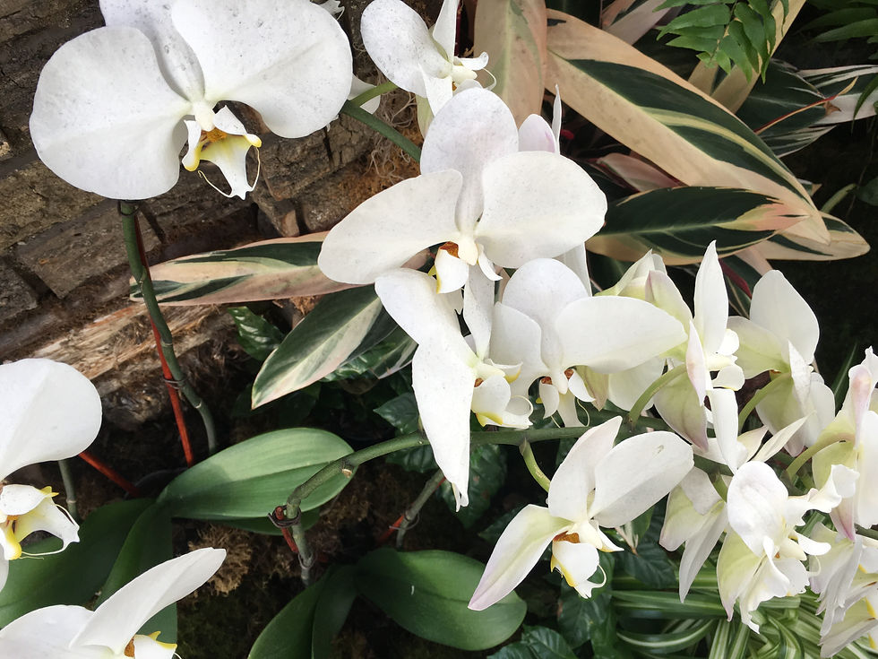Orchids-Brooklyn Botanical Gardens