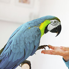 Parrot and Child_edited.jpg