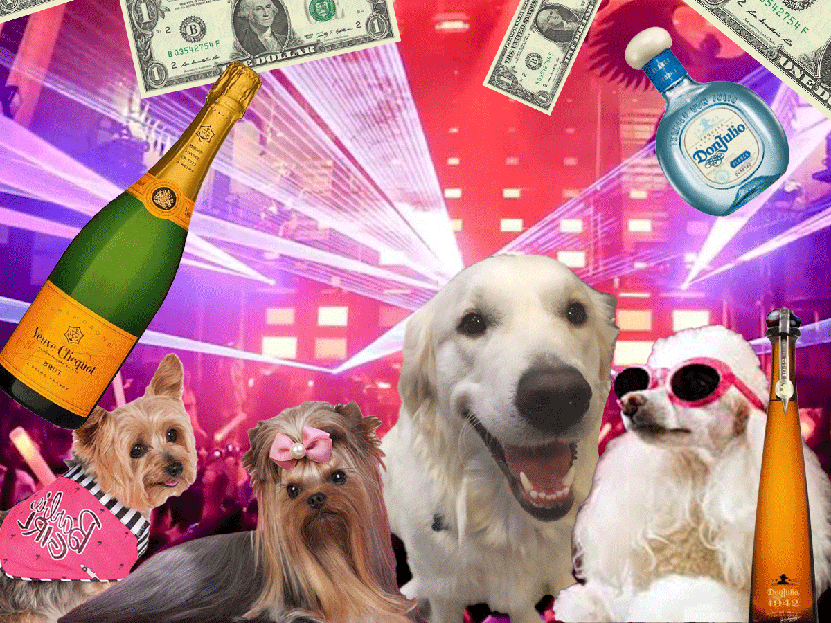 party-(1).gif