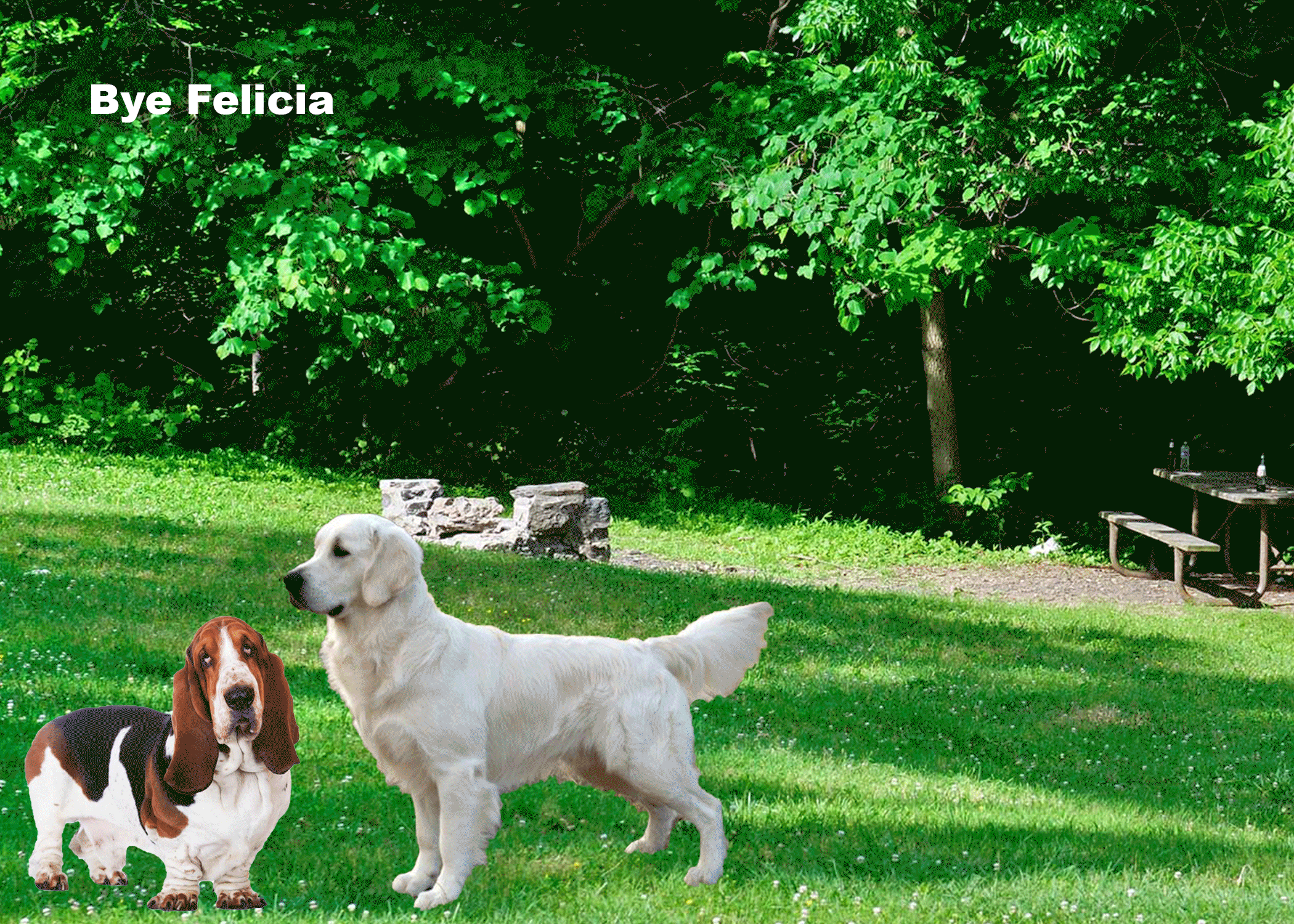 dog-gif.gif