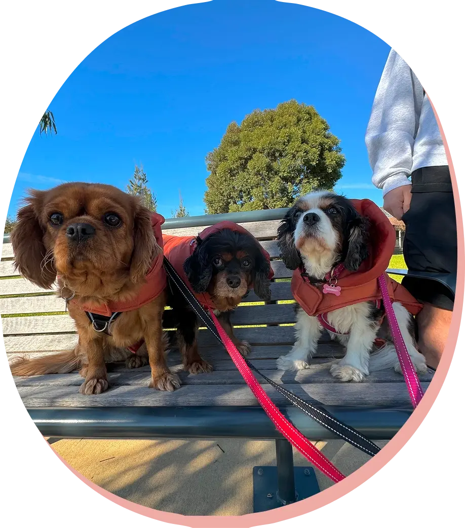 a happy pack of dogs.webp