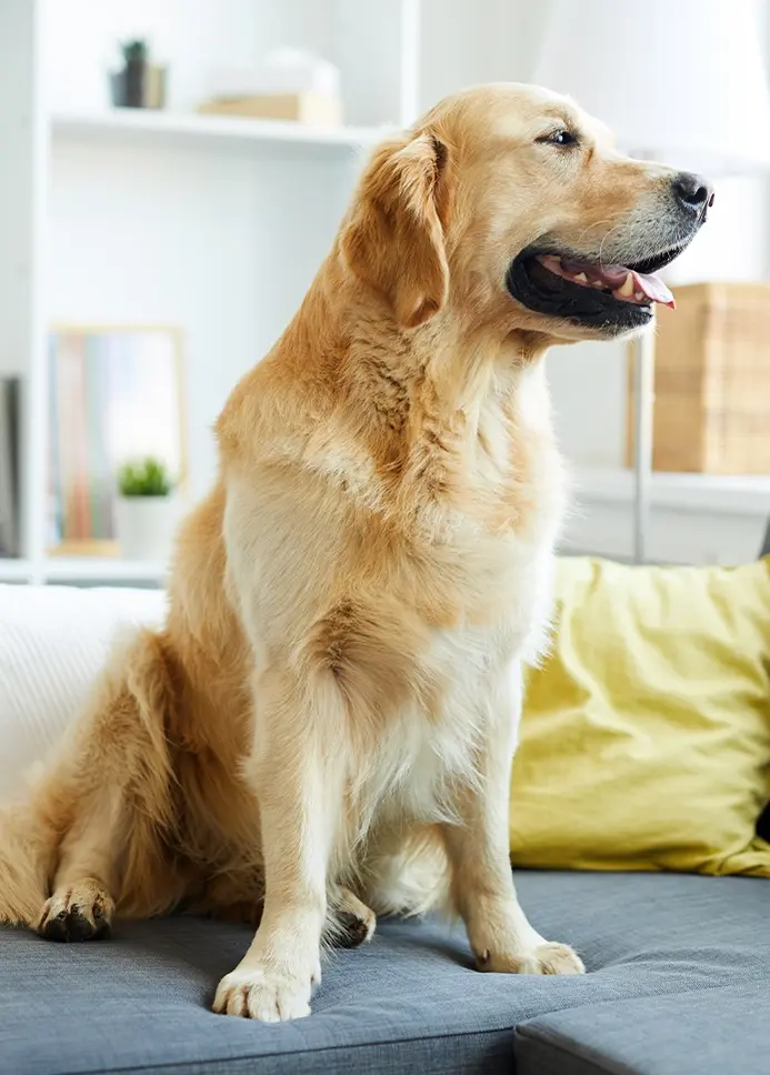 Golden Retriever dog sitting on couch