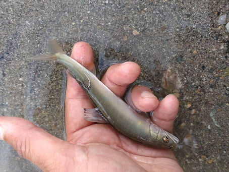 2022年8月18日 久しぶりのまとまった雨 6時、8時、17時更新 明日の開店は6時過ぎです