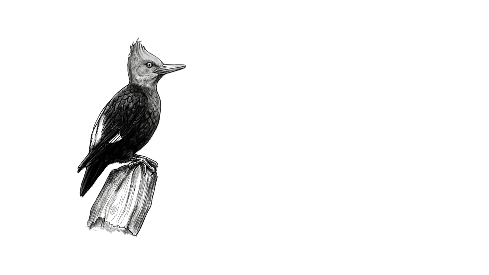 Forest-Black-version-white.png
