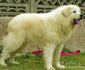 cuanto viven los perros maremma