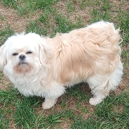 Chubs.jpg