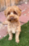 Trudy