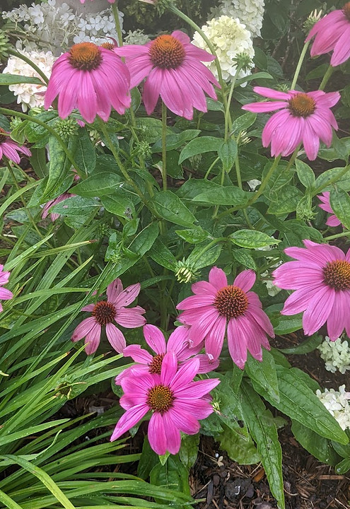 coneflower.jpg