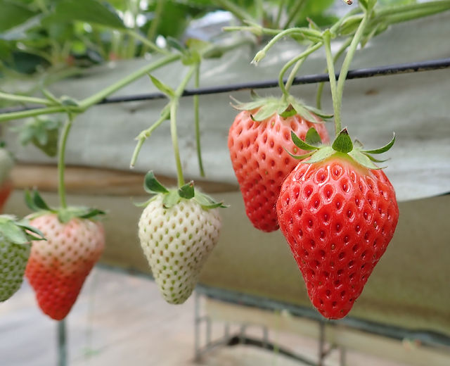イチゴ | 久万農業公園アグリピア