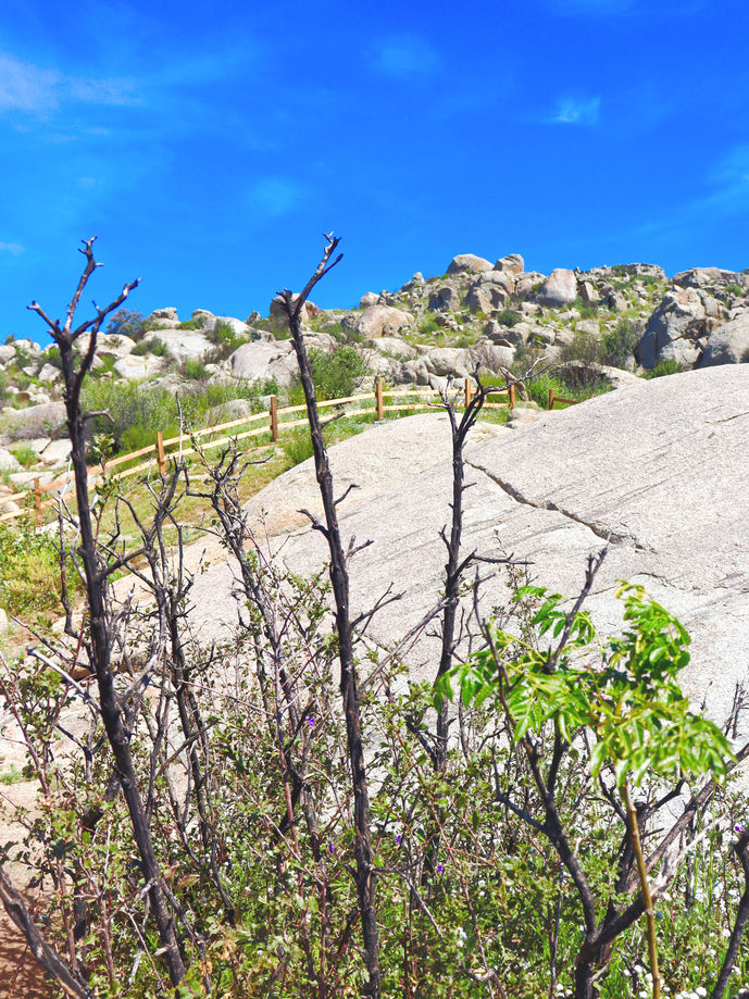 Paisaje rocoso, cielo azul, arbustos y ramas secas.