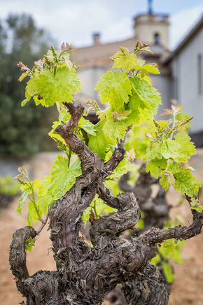 Wine Tour from Barcelona