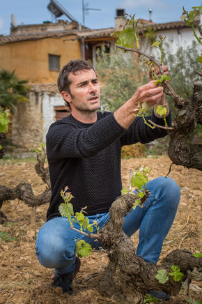 Old Vines in the Penedes