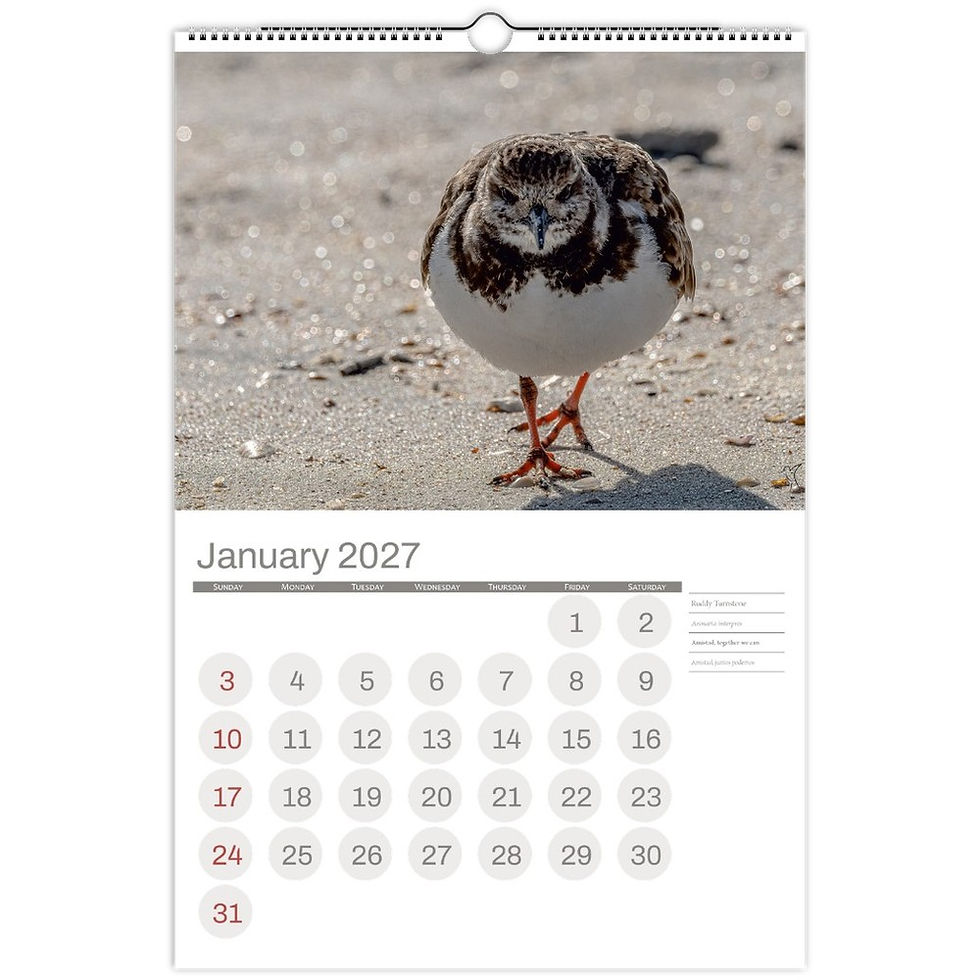 Thumbnail: Birds Of Ponte Vedra-Florida/USA 2027 Calendar v1
