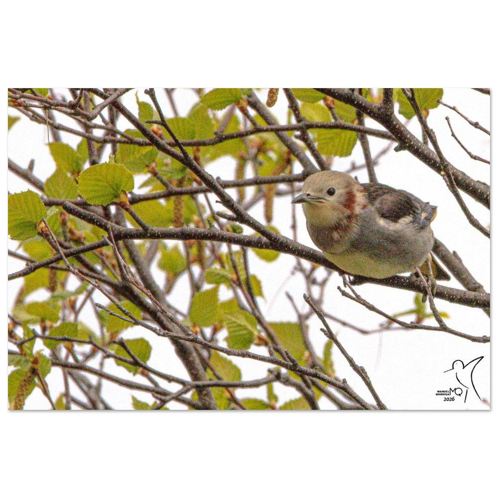 Chestnut-cheeked Starling - Agropsar philippensis / Hakodate - Japan